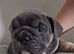 English Bulldog Puppies