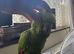 yellow naped amazon baby 1 left