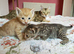 Ginger Grey Tabby Bengal X kittens