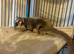 Male Sugar Glider + Set Up