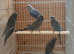 Blackface Budgies