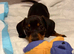 This is daisy