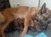 Belgian malinois pups for sale avalilable for viewing and deposit