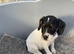 Beautiful litter looking for there forever homes