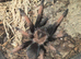 Tarantula list mostly females