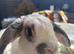 2 lovely male lionheads looking for a super home!