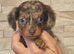 longhair miniature dachshunds