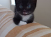 4 kittens looking for a Home