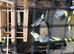 Cockatiels and budgies for sale.