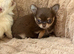 Chocolate longhaired female pup (last in litter)