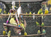 BEAUTIFUL BUDGIES AVAILABLE NOW!