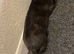 TWO KITTENS TO BE REHOMED