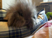 7 rabbits looking for homes