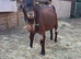 Boer billy 2 years old