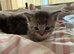 Five beautiful kittens