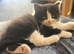 British Shorthair cross Persian fluffy boy kittens