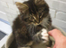 Male Kitten