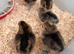 Crested Cream Legbars 2 males available