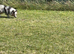 Shetland sheepdog blue Merle available for stud
