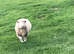Poll Dorset ewes