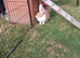 Adults females continental giant rabbits