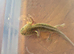 Multiple axolotl available