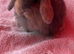 Mini lop boy