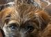 Beautiful Cairn Terrier purebred, KC reg pups