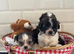 Beautiful tiny Maltipoo puppies