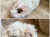 Pair of bonded baby boys
