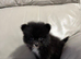 Tiny Pomeranian puppies