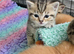 Scottish fold/Scottish straight kittens availible. Father is Tica registered