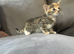 Kittens for sale