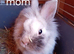 Lionhead cross mini lop babies