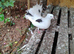 3 pigeons looking for a new home