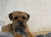 Female border terrier pup