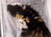 If you&rsquo;re looking for a beautiful Persian kitten with a sweet personality, one of these little fluffballs might be your perfect new family member