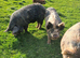 Kune kune in tact boars