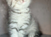 4 Scottish Fold/Straight Chinchilla Pedigree Kittens