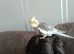 1 cocktail and 1 budgie plz read