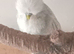 Exhibition budgies