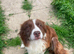 6 year old female border collie