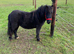 Beautiful SPSBS Registered Shetland Mare