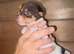 Miniature Jack Russell for sale