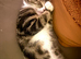 Lovely female kitten 9 months old