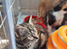 2 beautiful  female kittens