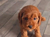 Cavapoo