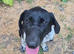 Beautiful female 10 month old German pointer cross collie