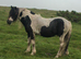 Homozygous Tobiano stallion