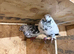 Pigeons- Highflyer